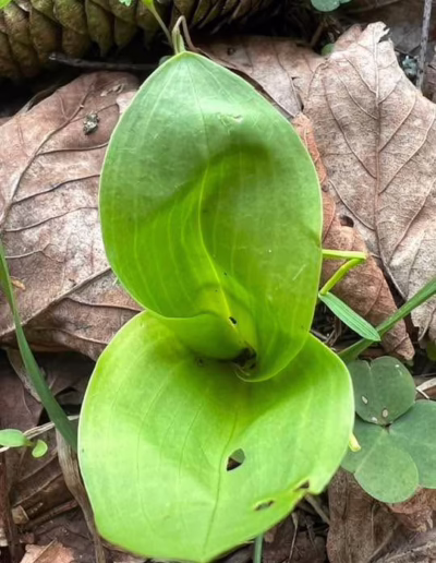 ochránci přírody pod Kralickým Sněžníkem