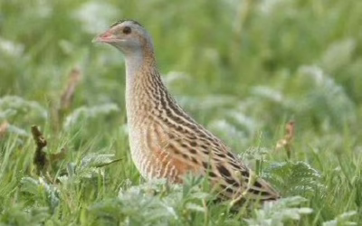 Crake Springs: když se developer schová za chřástala, kterého ničí.