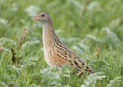 ochránci přírody pod Kralickým Sněžníkem