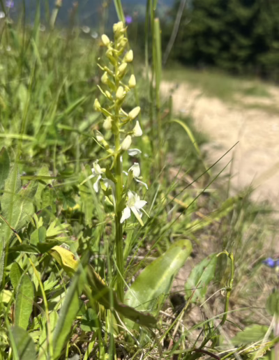 ochránci přírody pod Kralickým Sněžníkem