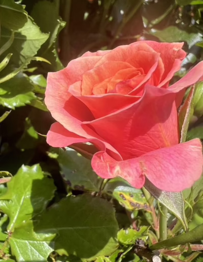 ochránci přírody pod Kralickým Sněžníkem