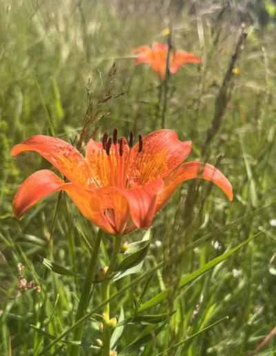 ochránci přírody pod Kralickým Sněžníkem