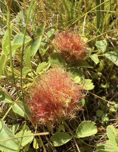 ochránci přírody pod Kralickým Sněžníkem