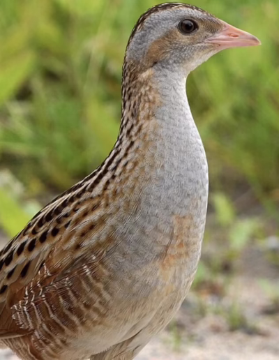 ochránci přírody pod Kralickým Sněžníkem