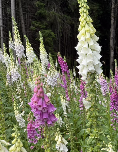 ochránci přírody pod Kralickým Sněžníkem