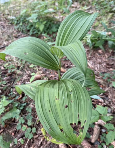 ochránci přírody pod Kralickým Sněžníkem
