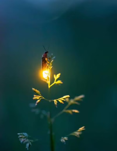 ochránci přírody pod Kralickým Sněžníkem